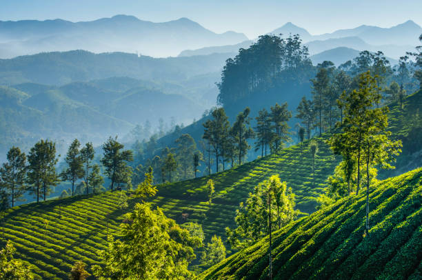 Darjeeling